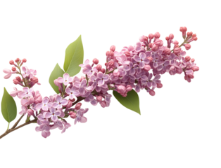 Blooming lilac branch natural floral peaceful view isolated on transparent background
