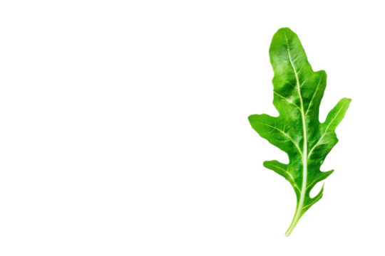 Bright, isolated arugula leaf, veins visible against a contrasting dark background
