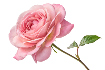 Romantic pink rose flower vector with realistic soft petals, green leaves, and stem – perfect for wedding invitations, Valentine’s Day designs, romantic wall art, floral prints, and botanical graphic