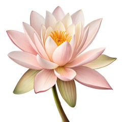 Realistic pink lotus flower illustration with soft layered petals and golden-yellow center – ideal for spiritual decor, botanical wall art, meditation graphics, wellness branding, and floral printable