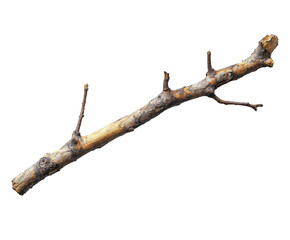 Collecting natural sticks for crafting projects in the woods isolated on transparent background