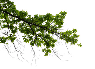 Photo of spring oak branch with leaves on transparent background