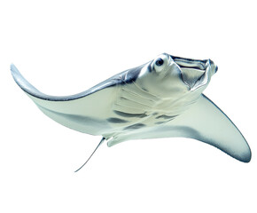 Graceful stingray swimming in clear ocean waters underwater scene isolated on transparent background
