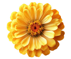 Vibrant yellow flower blooms nature garden bright lighting isolated on transparent background