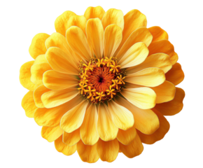 Vibrant yellow flower blooms nature garden bright lighting isolated on transparent background
