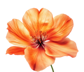 Vibrant orange flower bloom nature digital isolated on transparent background