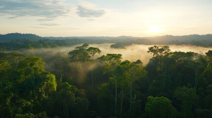 Obraz premium A panoramic view of the Amazon at dawn, mist rising above the treetops,