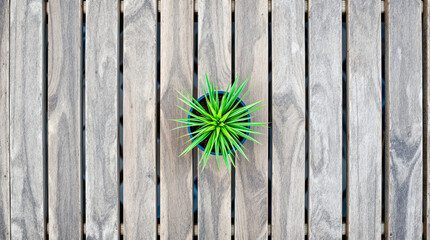 overhead view of a green plant in a pot on a weathered wooden surface