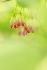 可愛く咲いているサラサドウダン