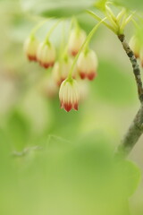 可愛く咲いているサラサドウダン