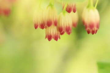 可愛く咲いているサラサドウダン