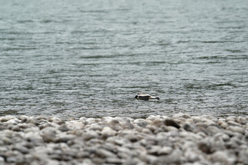 river lapwing in flight