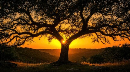 A large tree silhouetted against a vibrant and beautiful sunset background