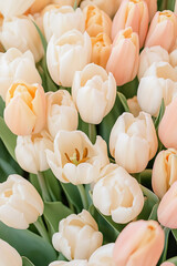 Close up of beautiful vibrant tulip bunch blossoms in the fields cheerful sight in the spring National tulip day ai generated 
