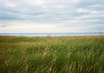 serene coastal landscape featuring tall grasses swaying in the breeze near the ocean