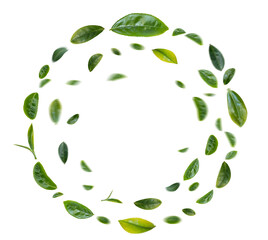 Green tea leaves circle flying in the air on transparent background.