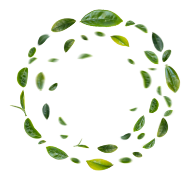 Green tea leaves circle flying in the air on transparent background.