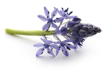 Hyacinth flower
