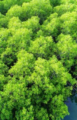 Naklejka premium close up of green moss