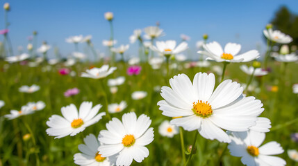 Purity white cosmos flowers (Sonata white)