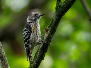 森の中で周りを見渡しているコゲラ