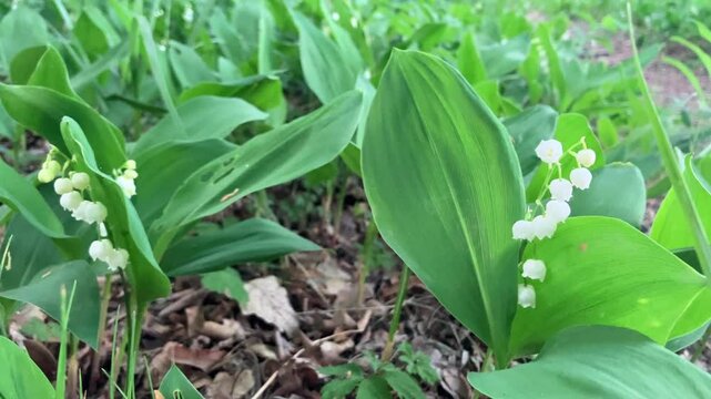Close-up of Spring Snowflake (Leucojum vernum) &ndash; Protected Wildflower in Natural Habitat