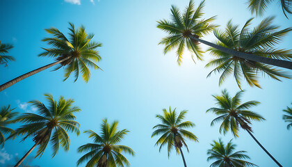 Fototapeta premium Palm Tree Against Blue Sky
