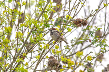 Spanish sparrow. Spanish Sparrows (Passer hispaniolensis) perched on a tree branch. Bird, animal idea concept. Ornithology. Nature.	