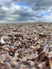beach, beach of shells, beach with sky and water in the background, beach of shells with sky and water in the background
