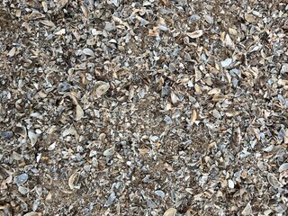 beach, shell beach, shell background, shell rock background
