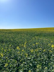 flowering plant, rapeseed, blossom, spring, blooming rapeseed, yellow rapeseed flowers, yellow rapeseed field
