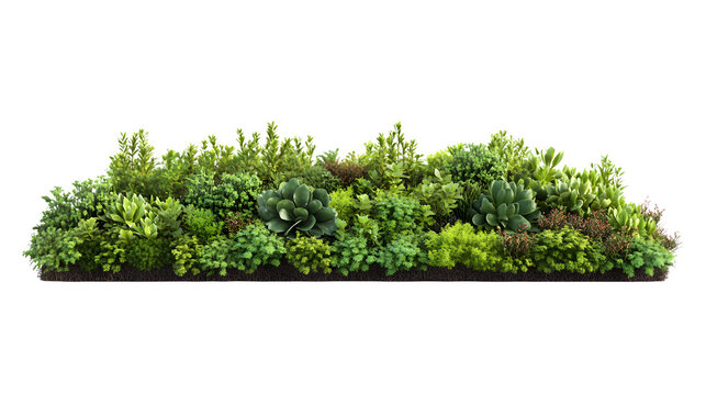 A realistic rendering of a section of a living roof with sedum plants, isolated on Transparent background.