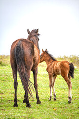 Maternal instinct idea concept in animals. Horse and foal. Farm life. Family concept. Newborn brown...