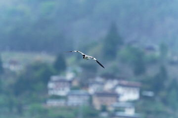 river lapwing in flight