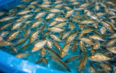 Fototapeta premium Tilapia fingerlings in a blue tank at a hatchery facility.