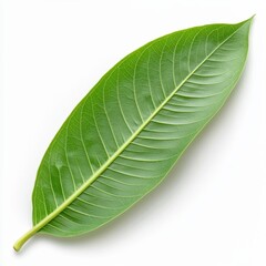 Obraz premium Tropical Green Leaf Detailed View