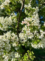blossom tree, spring, blossom, pear blossom
