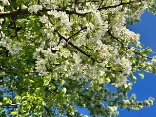 blossom tree, spring, blossom, pear blossom
