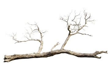 Illustration Bare Branches Tree Trunk Background Image