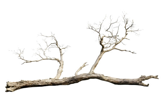 Illustration Bare Branches Tree Trunk Background Image