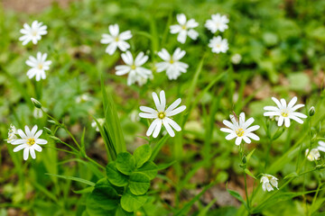 Stellaria Media Flowers Blooming in Spring Meadow