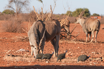 Elenantilope in der Kalahari bei einem Wasserloch im roten Sand
