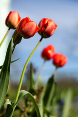 Red tulip in the garden.