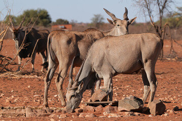 Elenantilope in der Kalahari bei einem Wasserloch im roten Sand