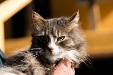 A grey cat with green eyes is resting