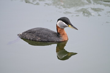 Red Knecked-grebe