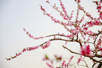 In full bloom in the peach blossom