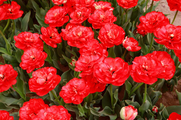 Spring blooming tulip field. Flowers tulips,  Spring floral background.