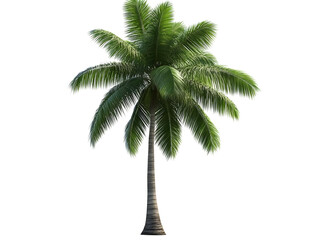 Isolated 3D Palm Tree Illustration With Green Leaves On Transparent Background
