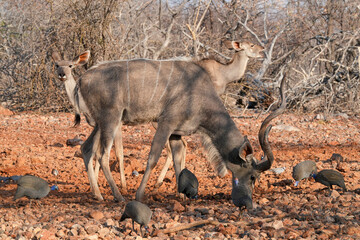 Kudu grast in der Wildnis von Etosha 